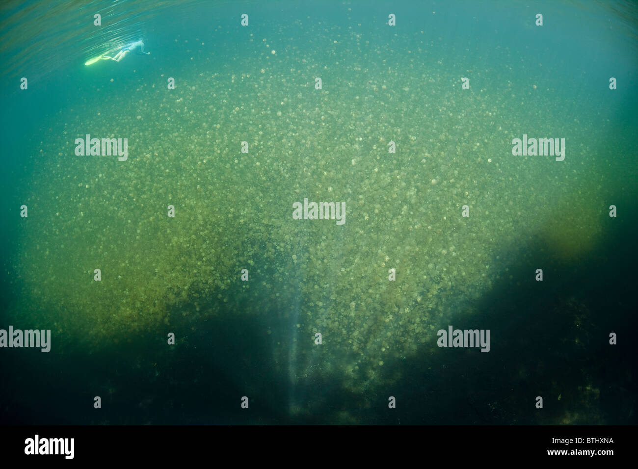 A snorkeler swims above millions of endemic jellyfish, Mastigias papua etpisonii. Stock Photo