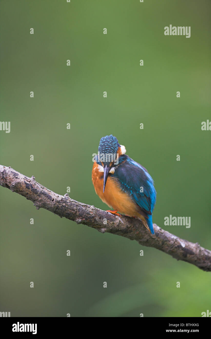 Common Kingfisher Alcedo atthis perched on branch with blurred background at Banwell River, Somerset in September. Stock Photo