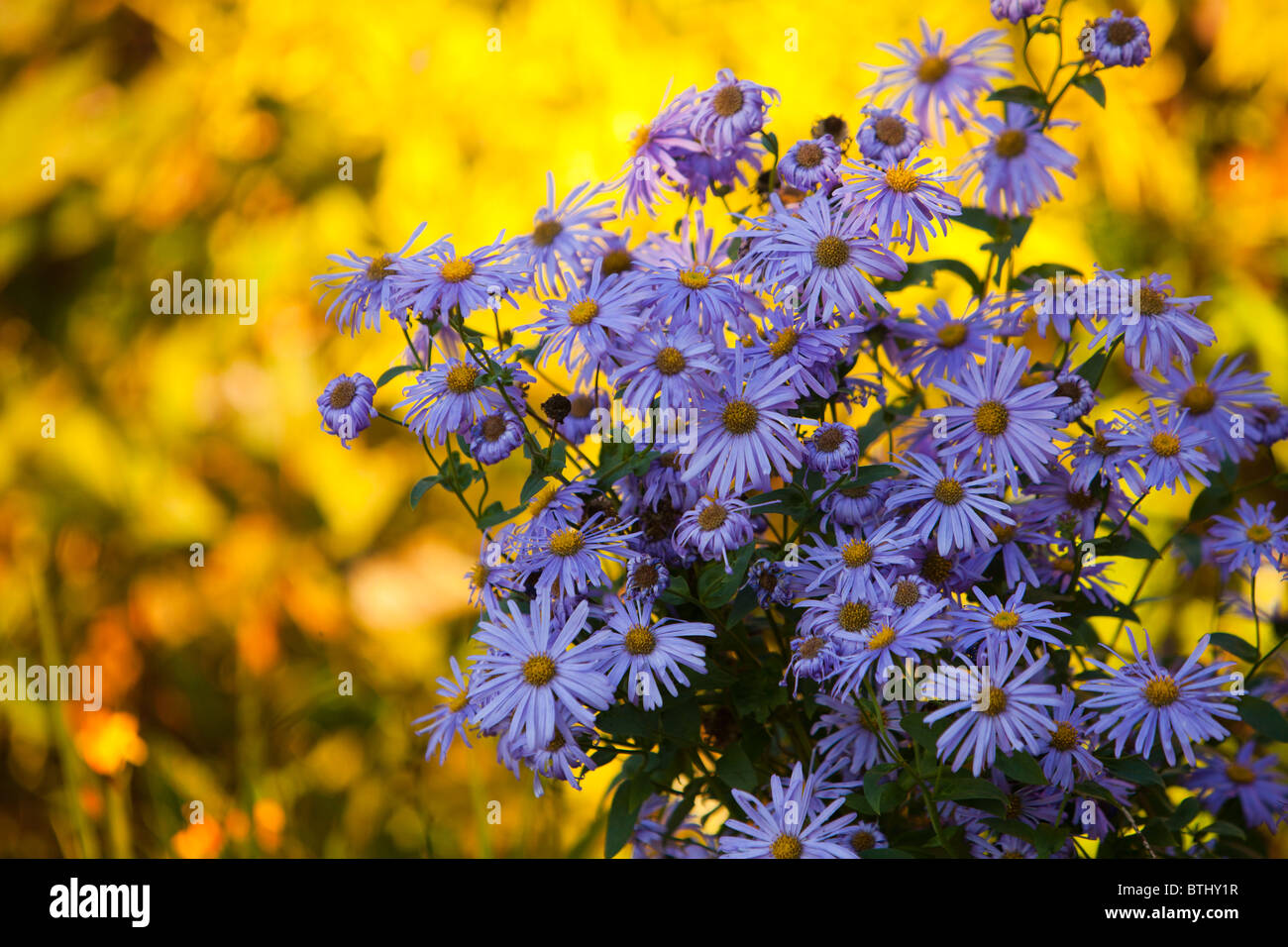 Blue daisies flowering in Holehird Gardens, Windermere, UK. Stock Photo