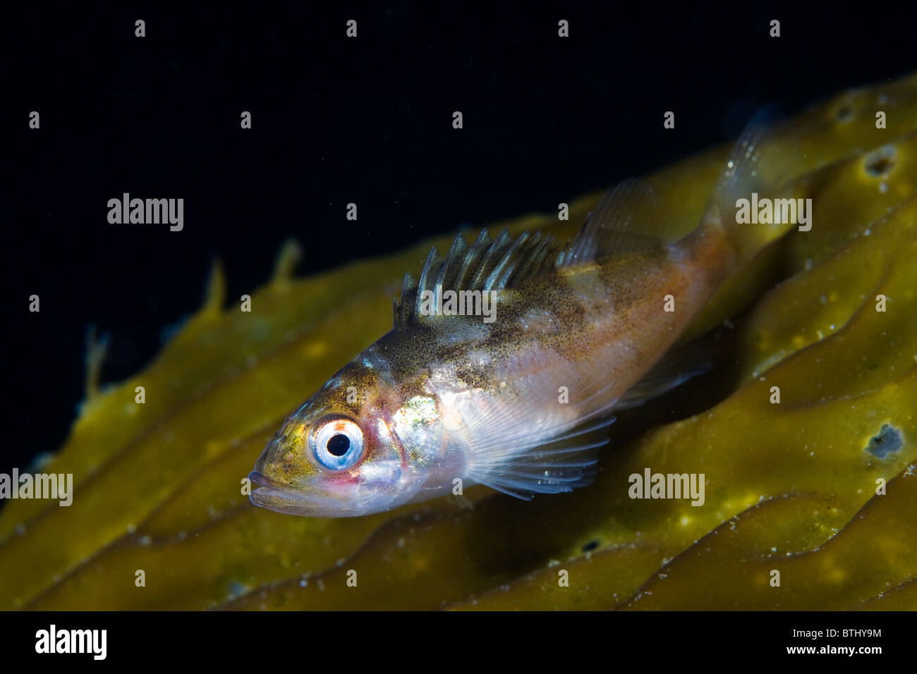 Pacific rockfish hires stock photography and images Alamy