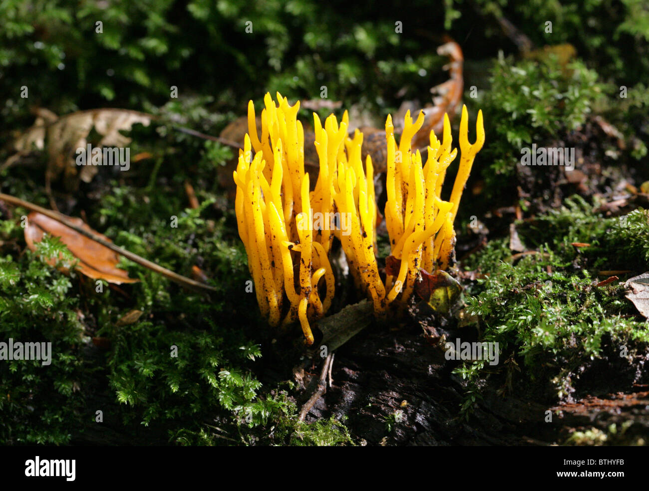 Yellow Stagshorn Fungus, Calocera viscosa, Dacrymycetaceae Stock Photo