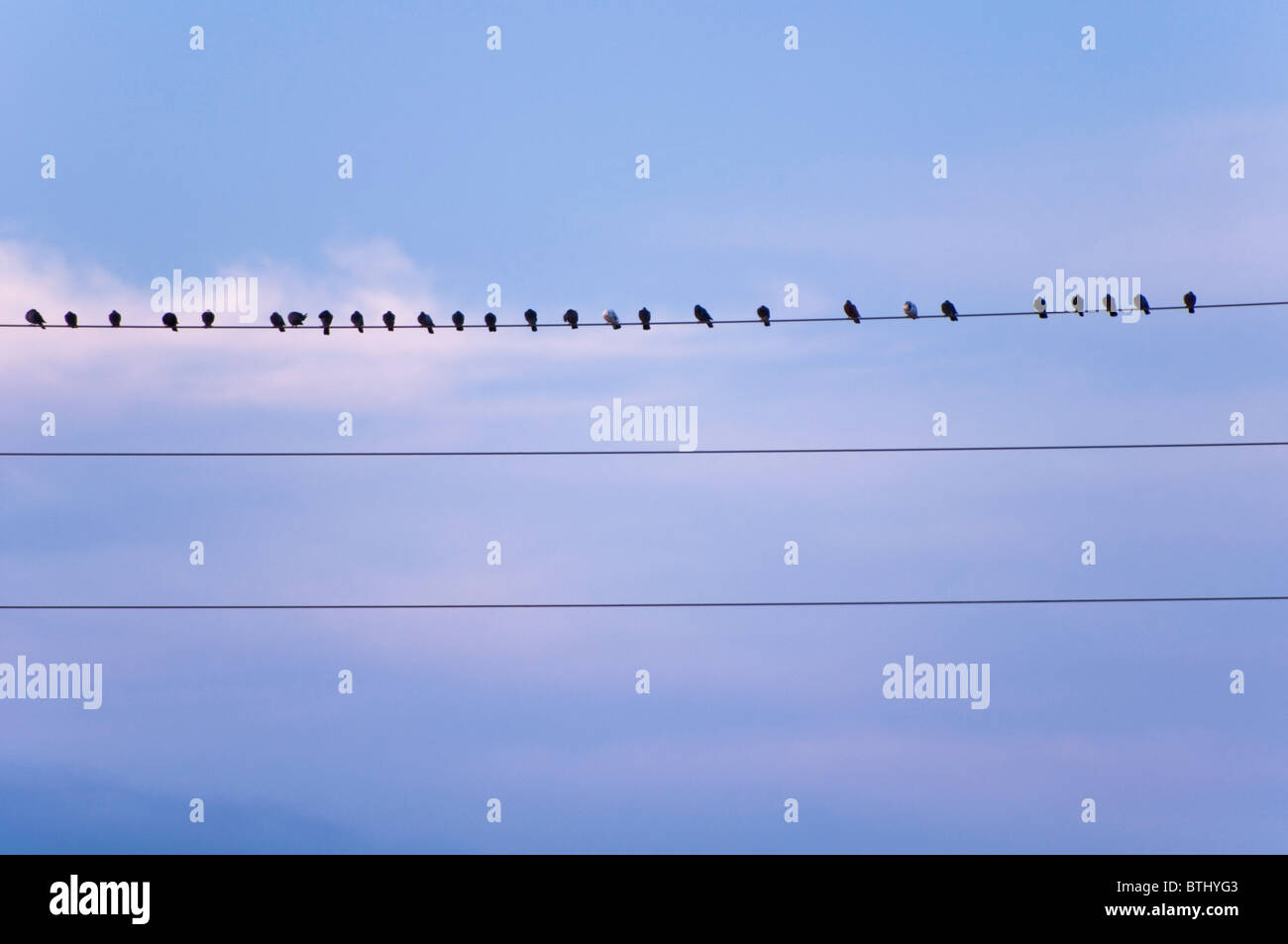 bird o n a wire