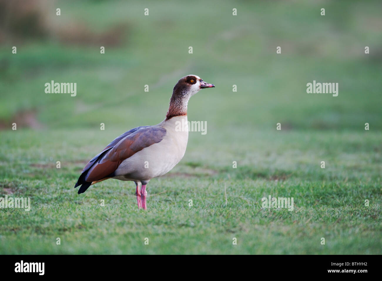 Egyptian goose, Alopochen aegyptiacus, single male on grass, London area, October 2010 Stock Photo