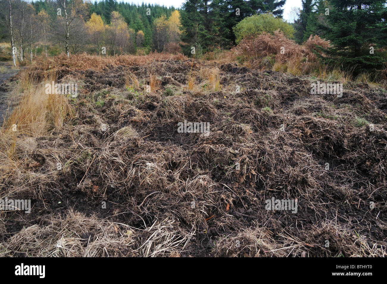 Soil rooted up by wild boars (Sus scrofa) in search for food in forest, the Ardennes, Belgium Stock Photo