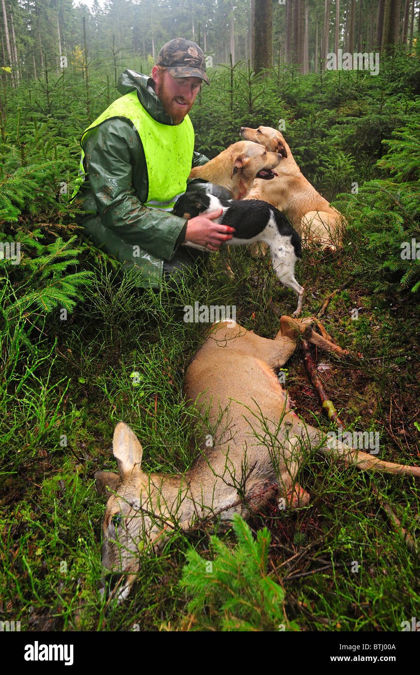 Beater with shot roe deer (Capreolus capreolus) and hunting dogs in forest in the Ardennes, Belgium Stock Photo
