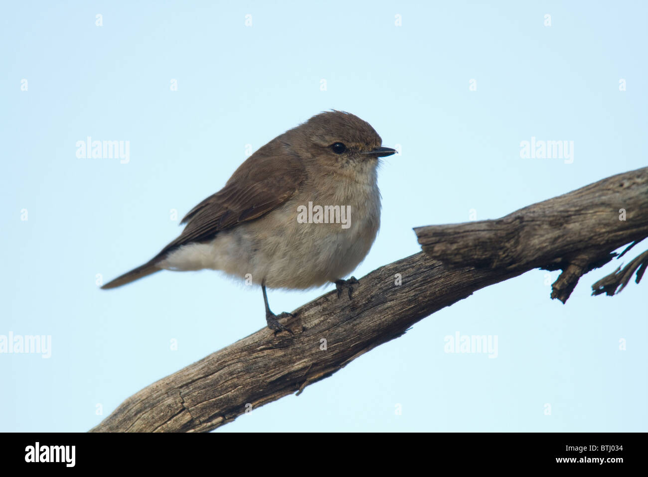Jacky Winter (Microeca fascinans) perched on a branch Stock Photo