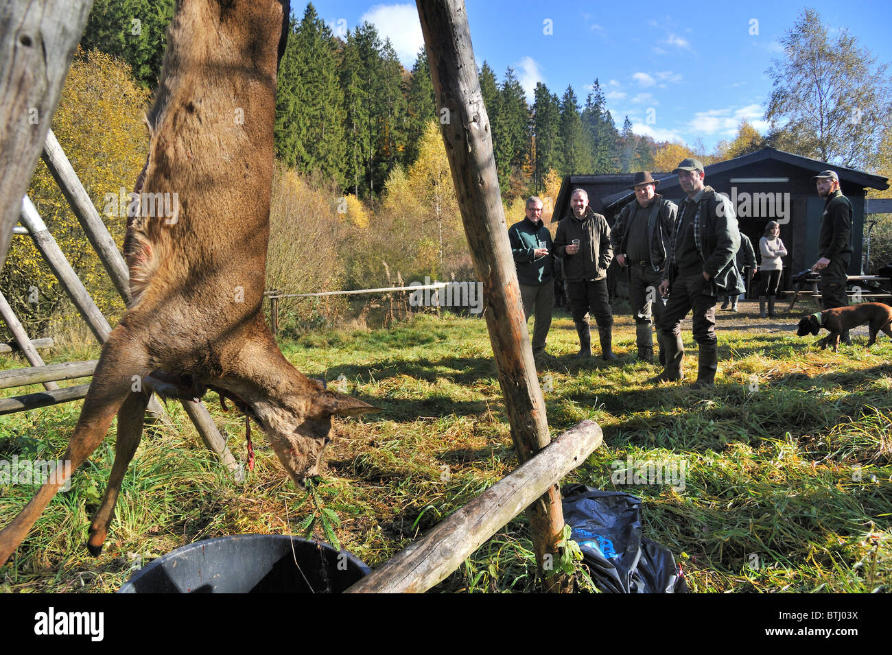 Gutted / Field dressed roe deer (Capreolus capreolus) and hunters in ...