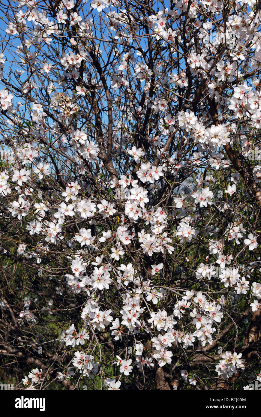 Almond blossom, Near Alhaurin el Grande, Mijas Costa, Costa del Sol, Malaga Province, Andalucia, Spain, Western Europe. Stock Photo