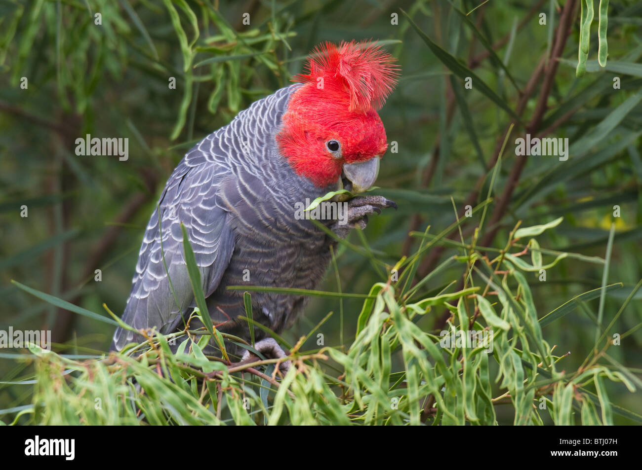Male Gang Gang Cockatoo Callocephalon Fimbriatum Eating A Seed