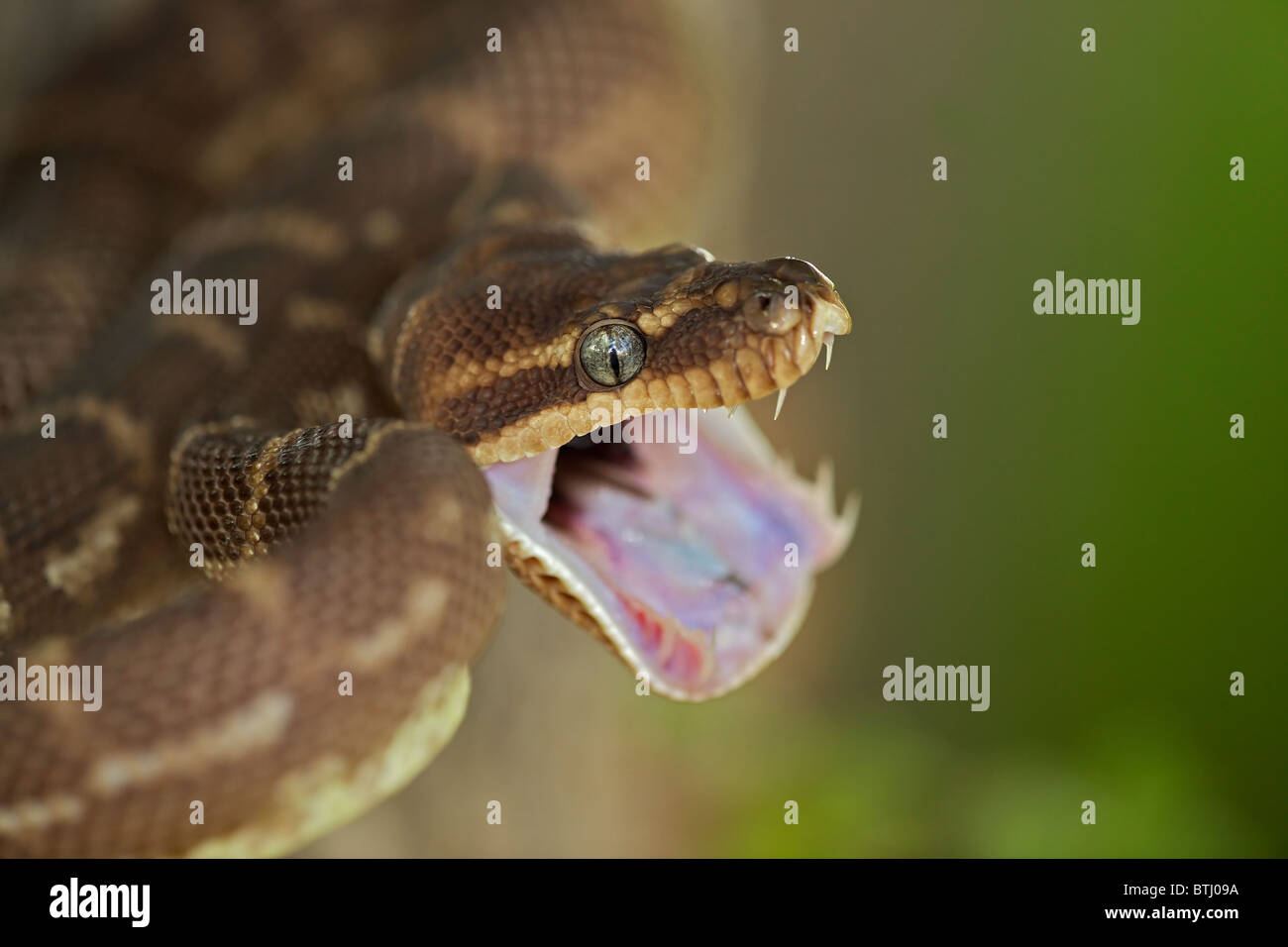 Rough-scaled Python (Morelia carinata) Defensive posture - Australia - Captive - One of the rarest snakes in the world Stock Photo