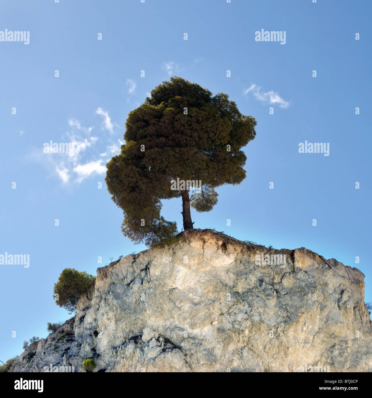 Lone pine tree on the edge of a hilltop cliff. Stock Photo