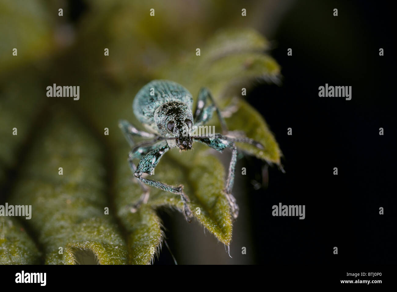 Green Nettle Weevil, Phyllobius pomaceus beetle, uk Stock Photo