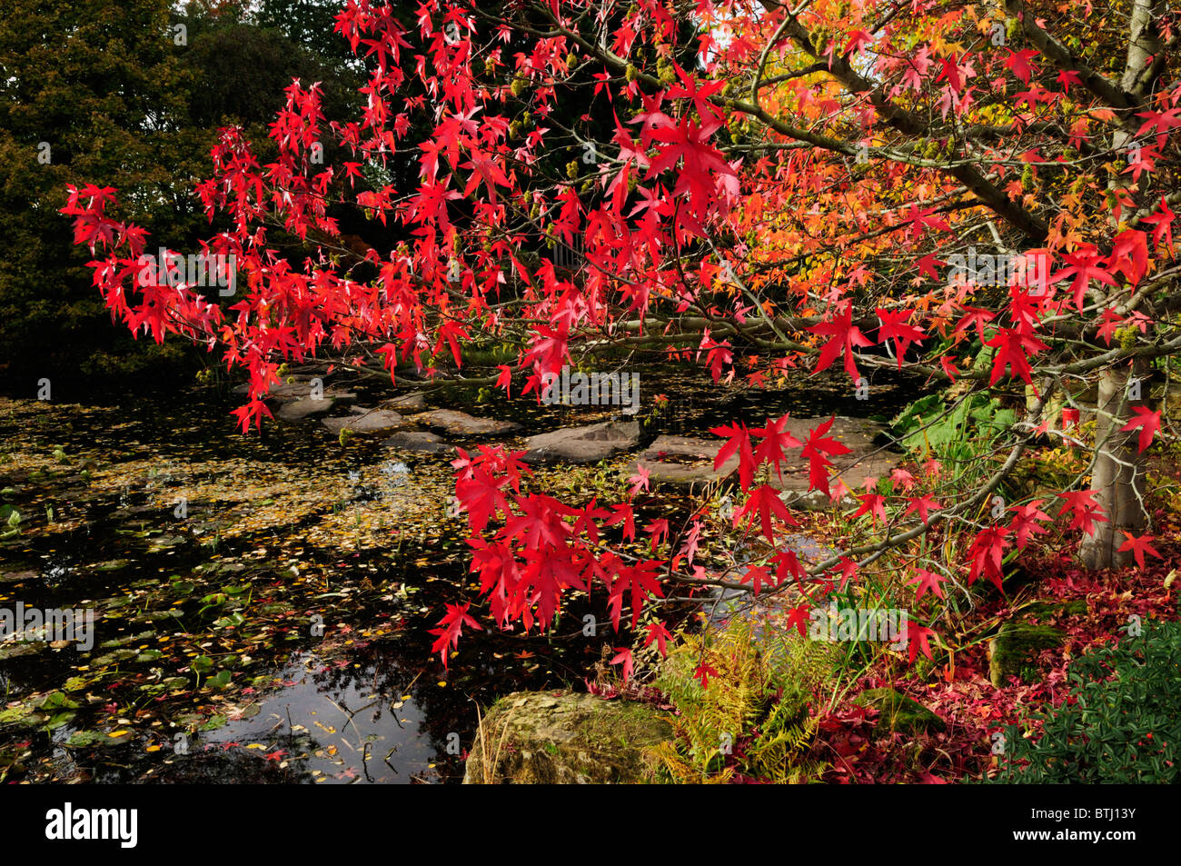 Autumn Colours at The Botanical Garden, Cambridge, England, UK Stock Photo