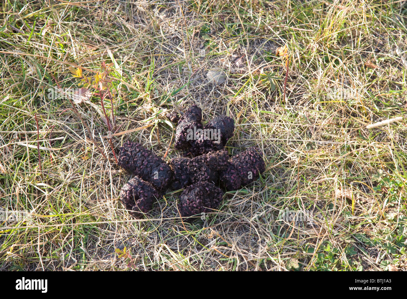 Bear Scat High Resolution Stock Photography And Images Alamy