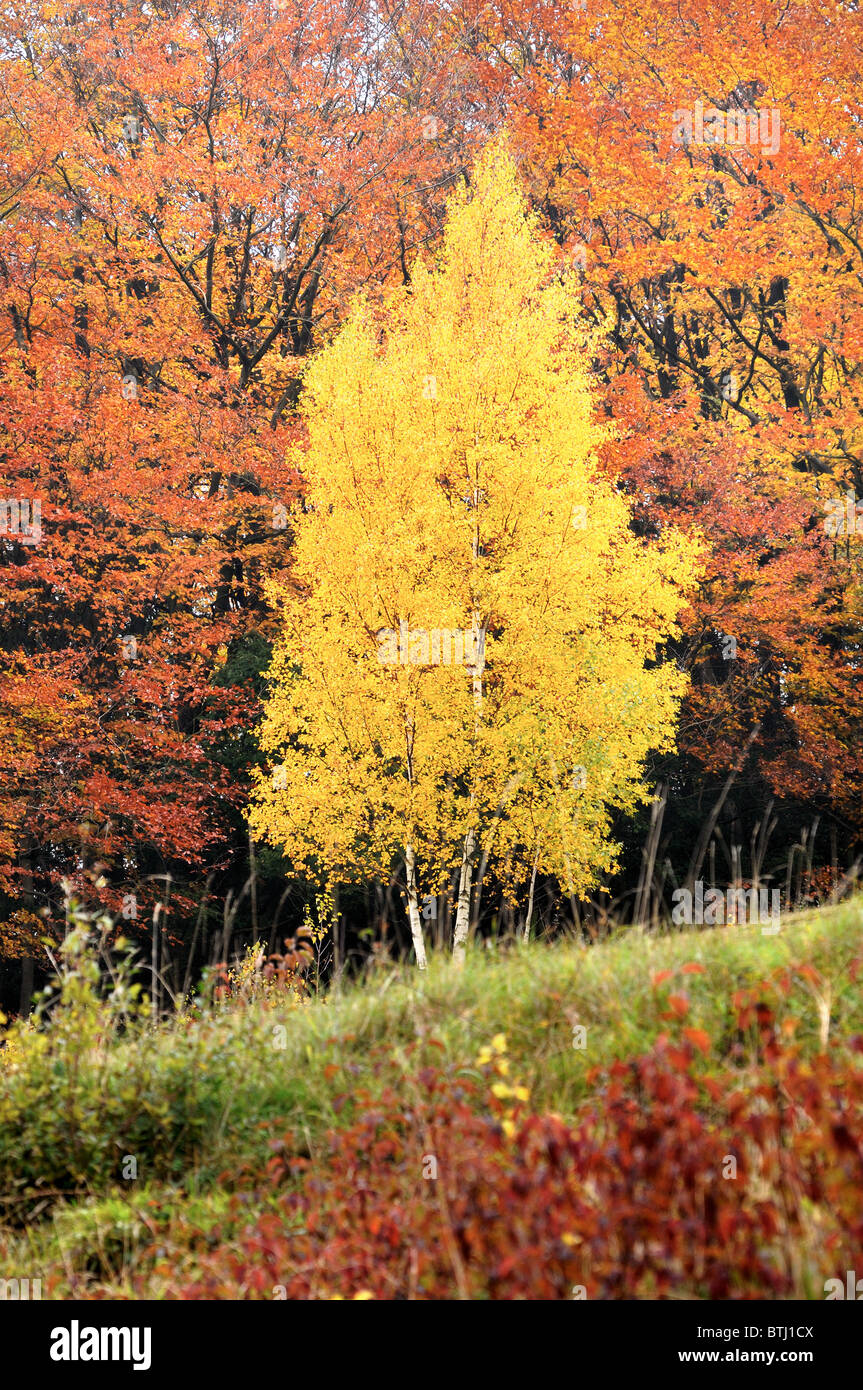 Silver Birch in autumnal colours in woodland Stock Photo