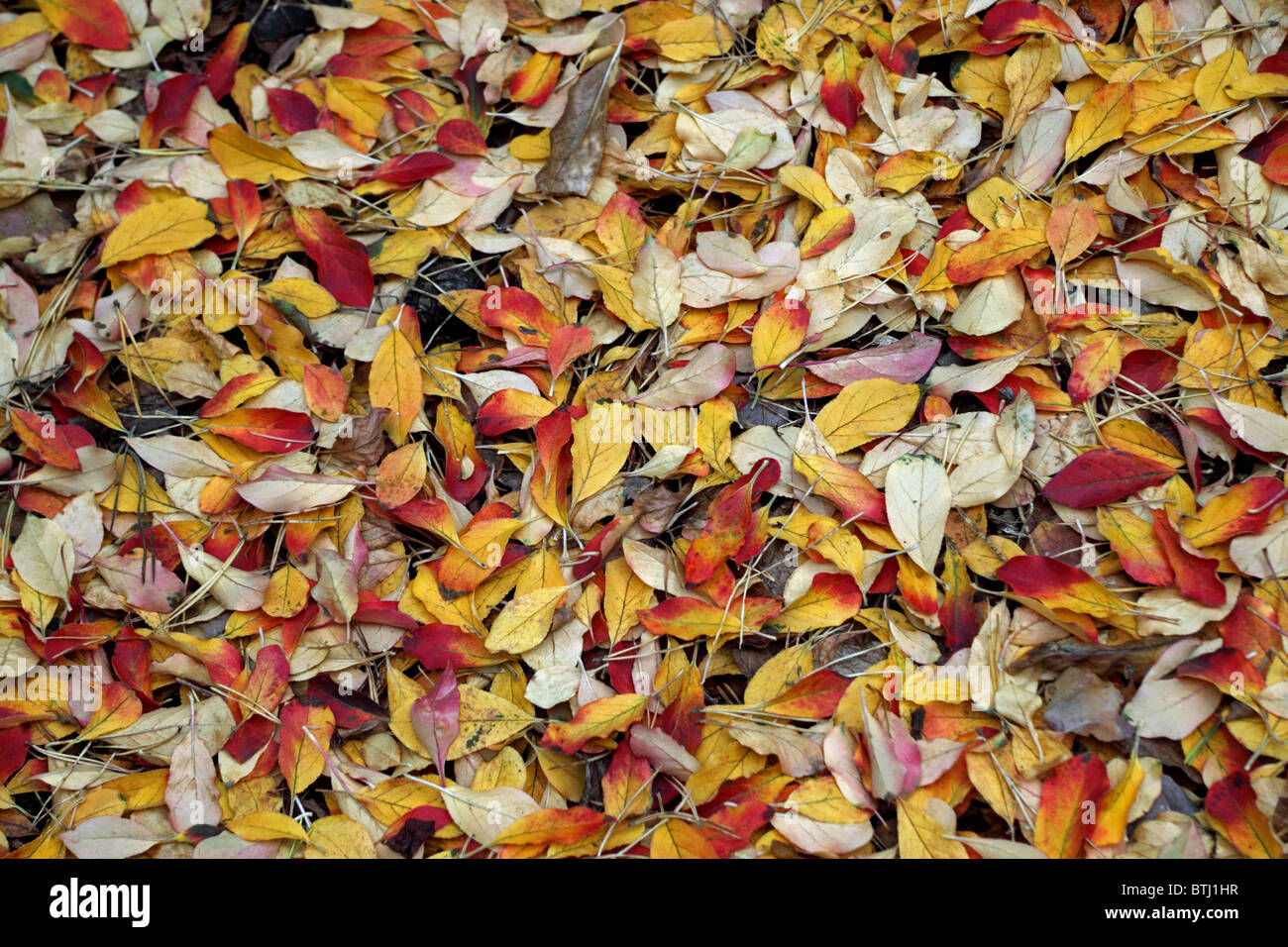 Golden autumn leaves Stock Photo