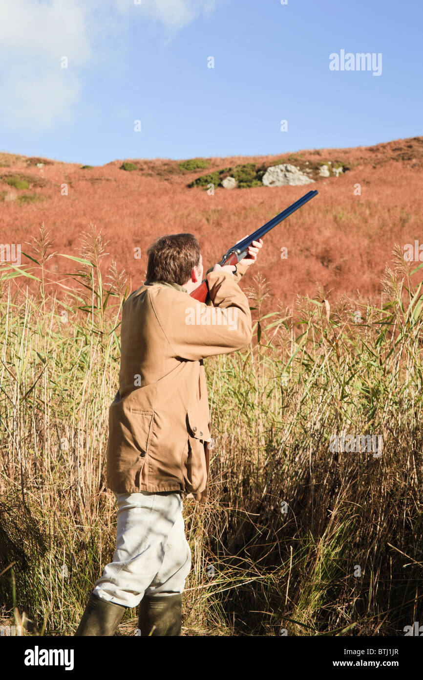Game bird shoot with man aiming a shotgun at a pheasant flying over reeds. UK, Europe. Stock Photo