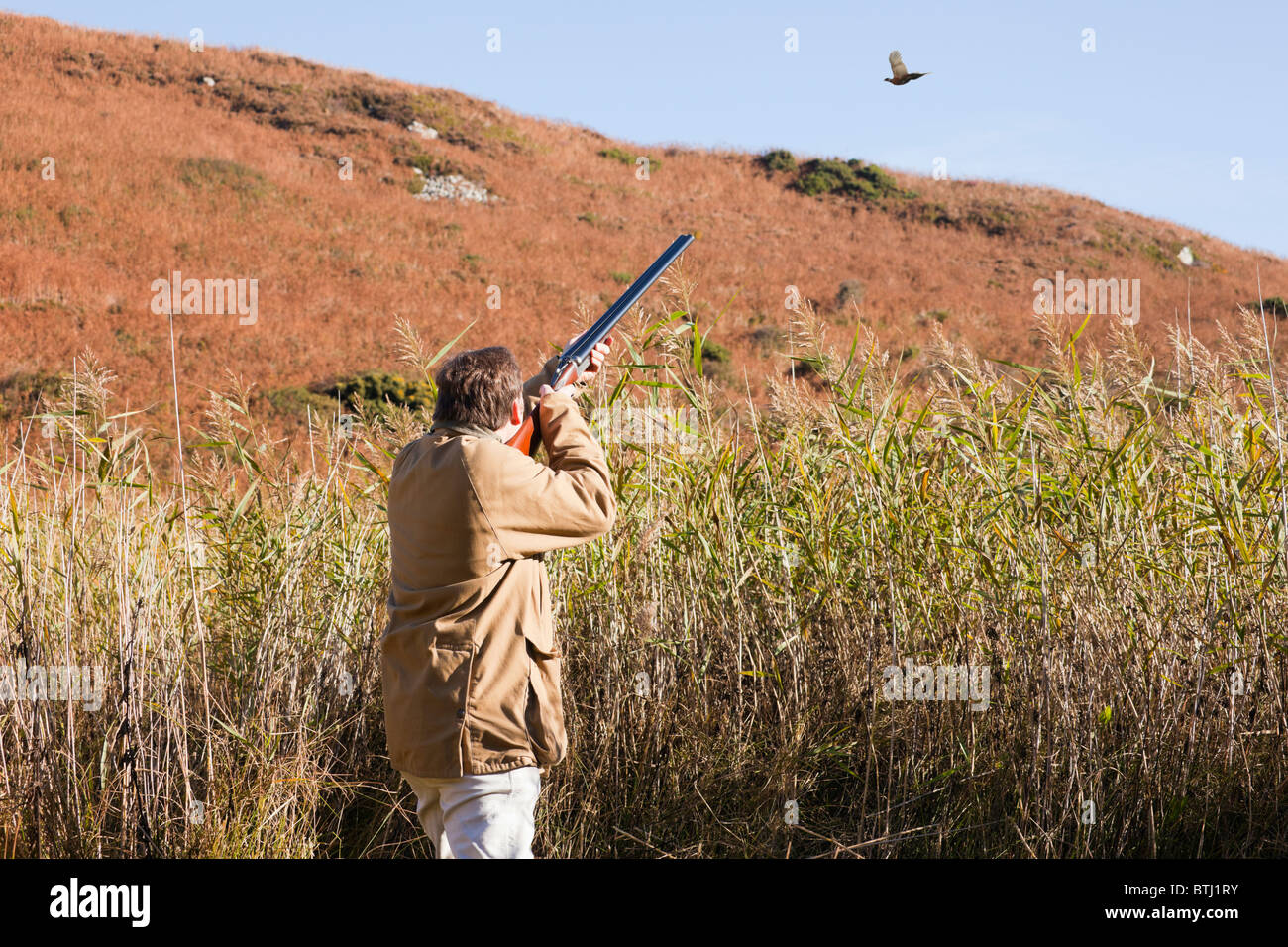 Game bird shoot with man aiming a shotgun focused on a pheasant flying over reeds in the country side. Isle of Anglesey, North Wales, UK. Stock Photo