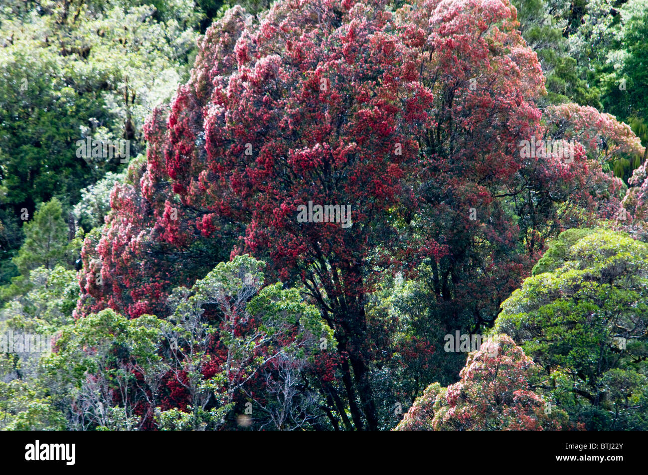 Rata Trees,Waiho River,Near Franz Josef,Westland National Park,South Island,New Zealand Stock Photo