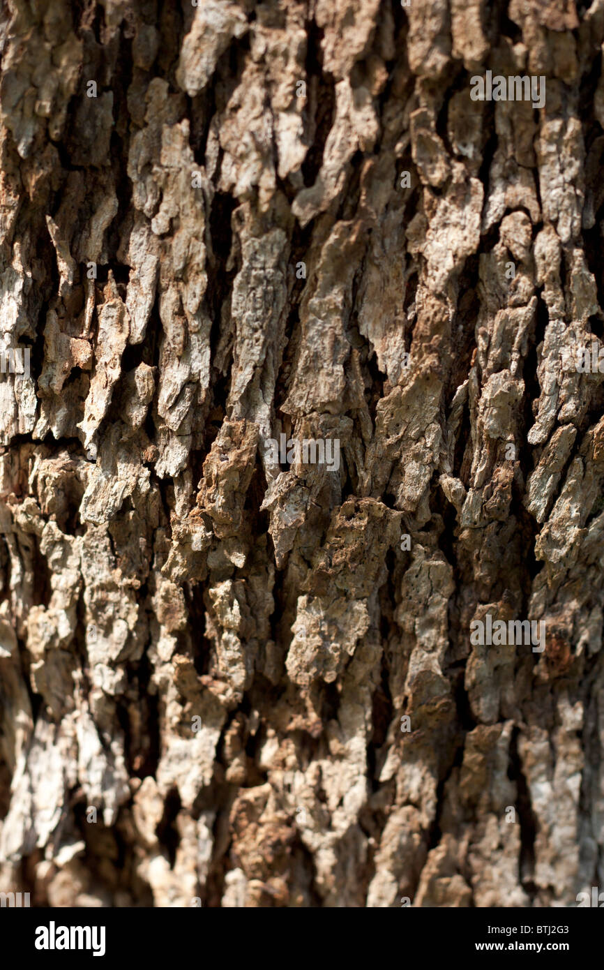 Olive Tree Bark Stock Photo