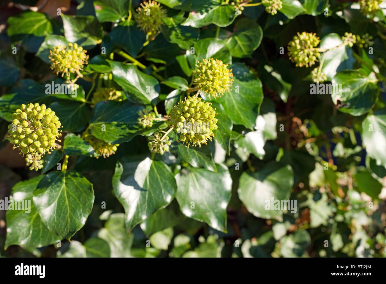 Ivy berries hires stock photography and images Alamy