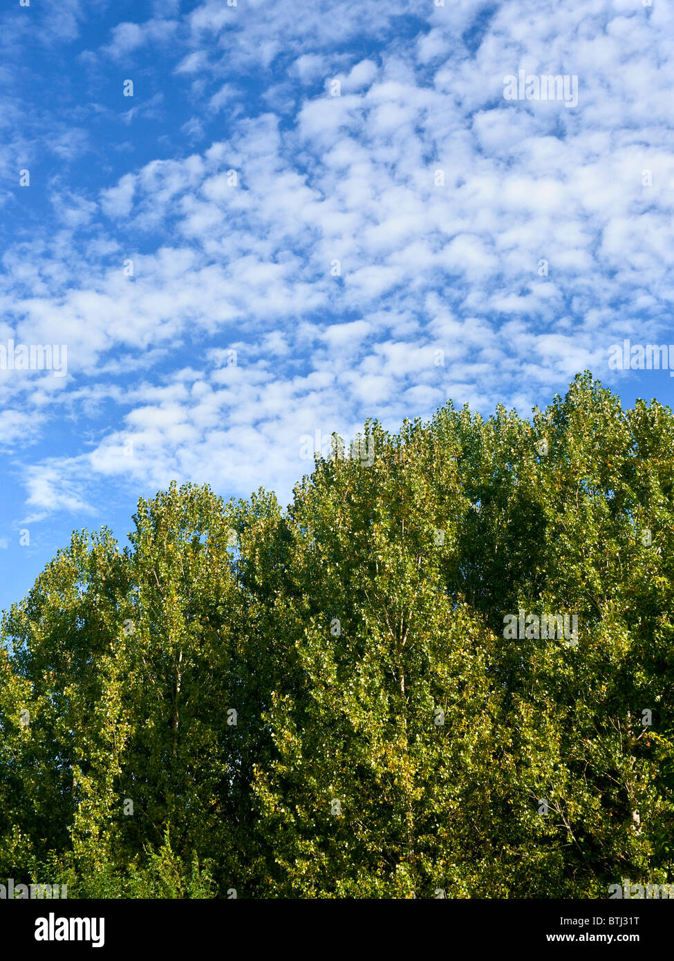 Mackerel sky / Altocumulus clouds and Poplar trees - France. Stock Photo