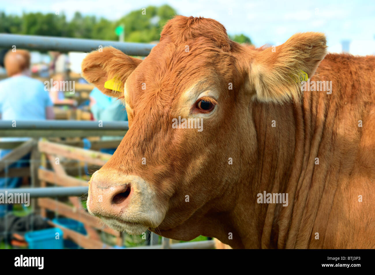 Portrait of a brown cow at an agricultural show on a sunny afternoon Stock Photo