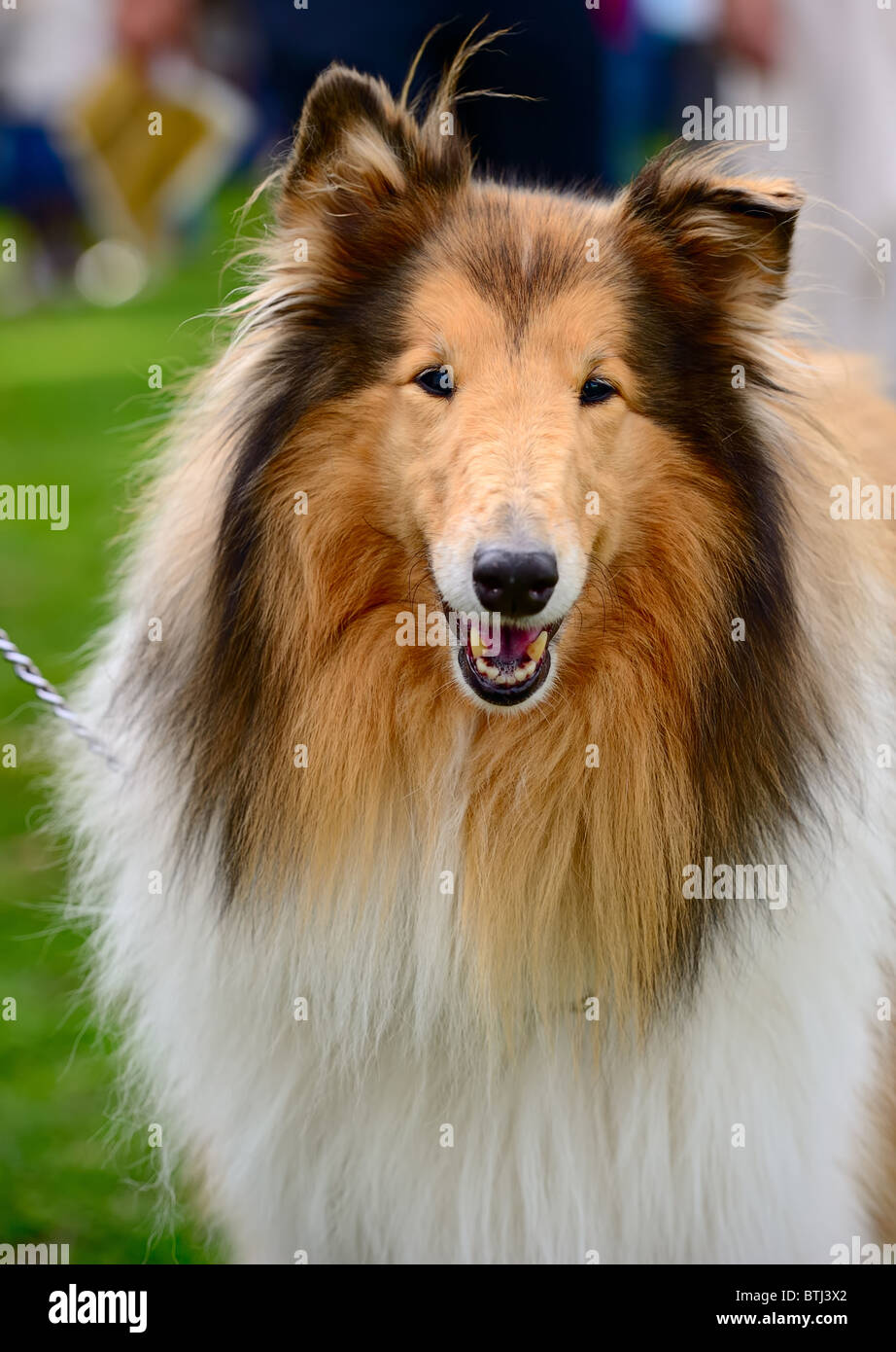 Lassie dog sitting stock image. Image of female, dogs - 70737099