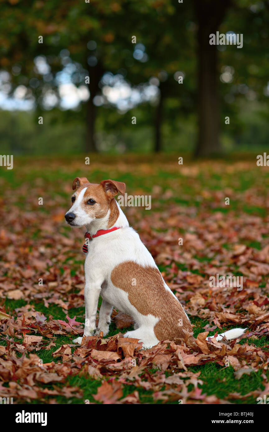 Parson Jack Russell Terrier sitting in a park among fallen Autumn leaves Stock Photo