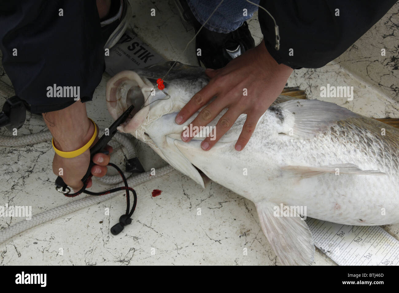 32pound black drum caught on live bait in the East Cut of Port