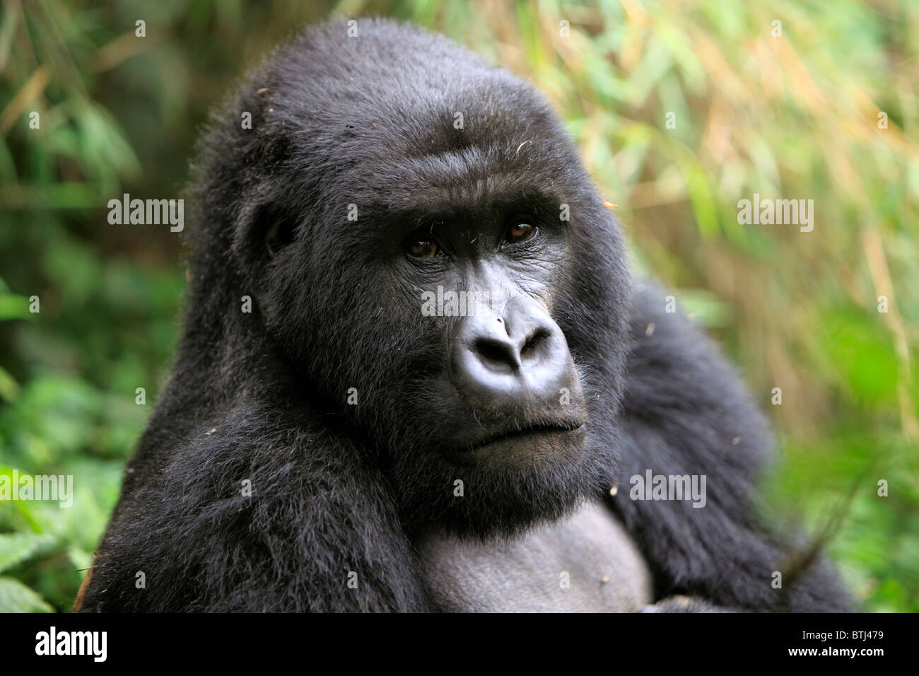 Mountain Gorilla (Gorilla beringei beringei), Parc National des Volcans, Rwanda Stock Photo