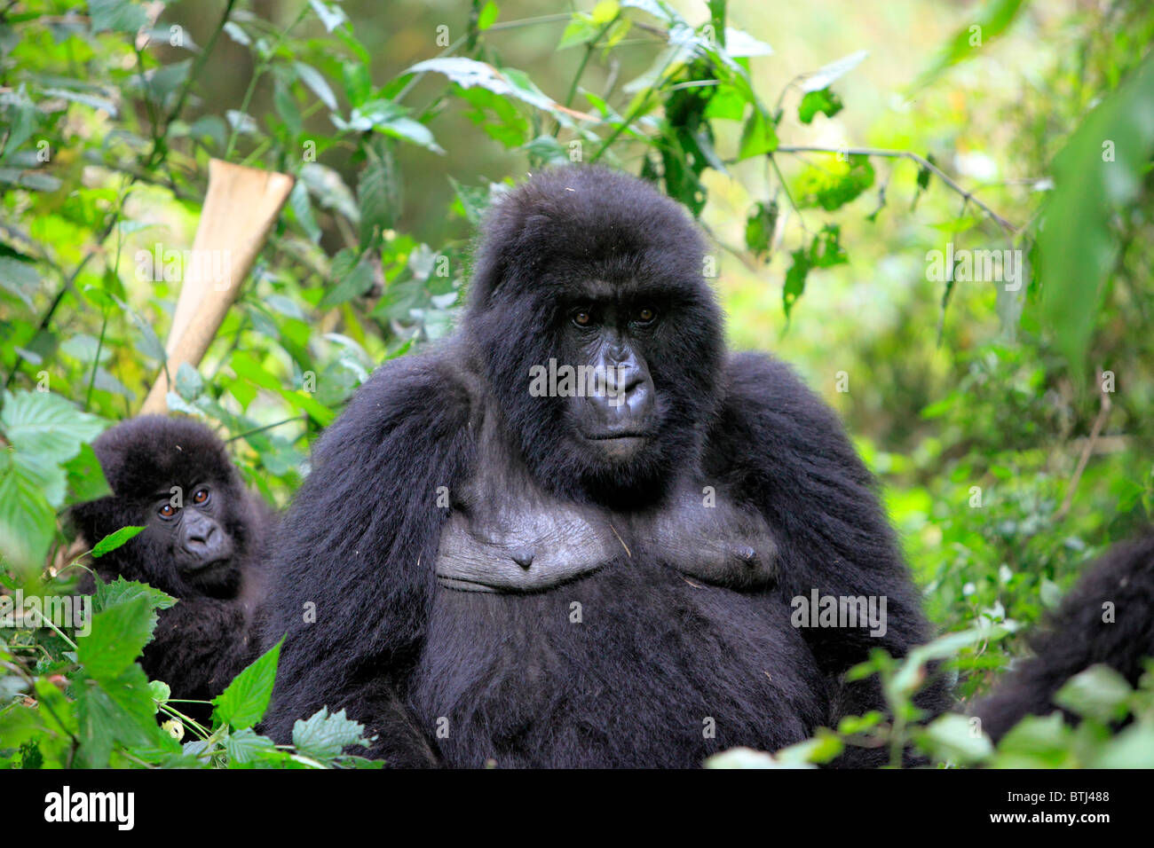 Mountain Gorilla (Gorilla beringei beringei), Parc National des Volcans, Rwanda Stock Photo