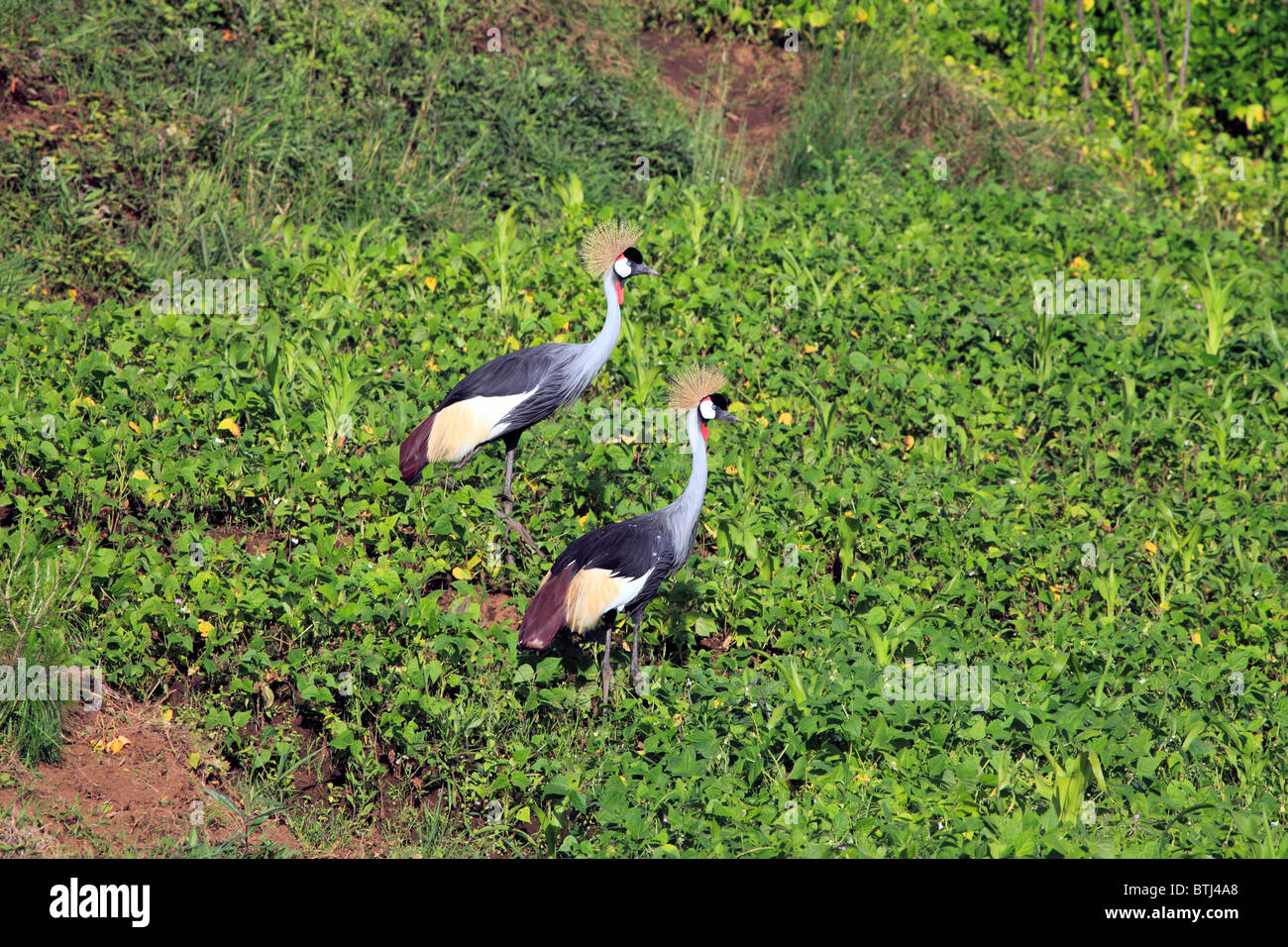 Crested Crane (Balearica regulorum), near Kisoro, Uganda Stock Photo