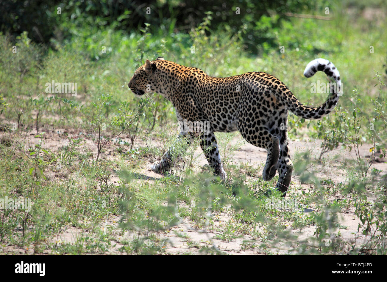 Leopard (Panthera pardus), Queen Elizabeth National Park, Uganda, East Africa Stock Photo