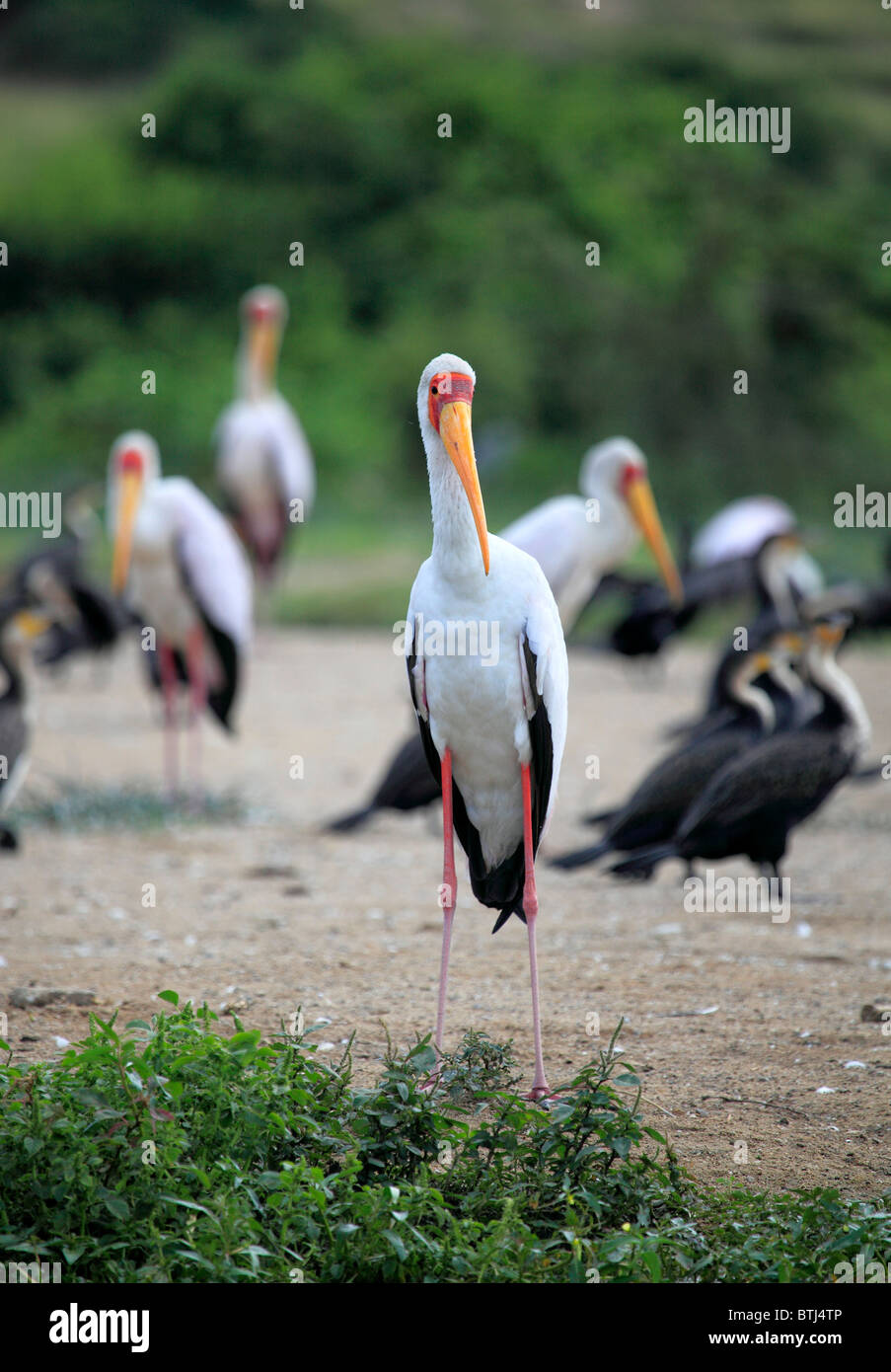 Marabou Stork (Leptoptilos crumeniferus), Queen Elizabeth National Park, Uganda, East Africa Stock Photo