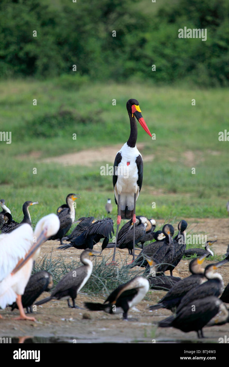 Marabou Stork (Leptoptilos crumeniferus), Queen Elizabeth National Park, Uganda, East Africa Stock Photo