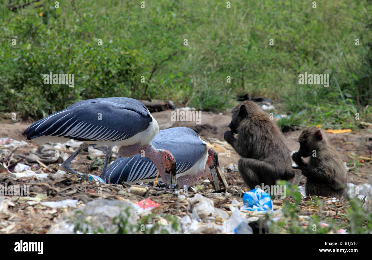 Animals and birds hi-res stock photography and images - Alamy Animals and birds hi-res stock photography and images - Alamy