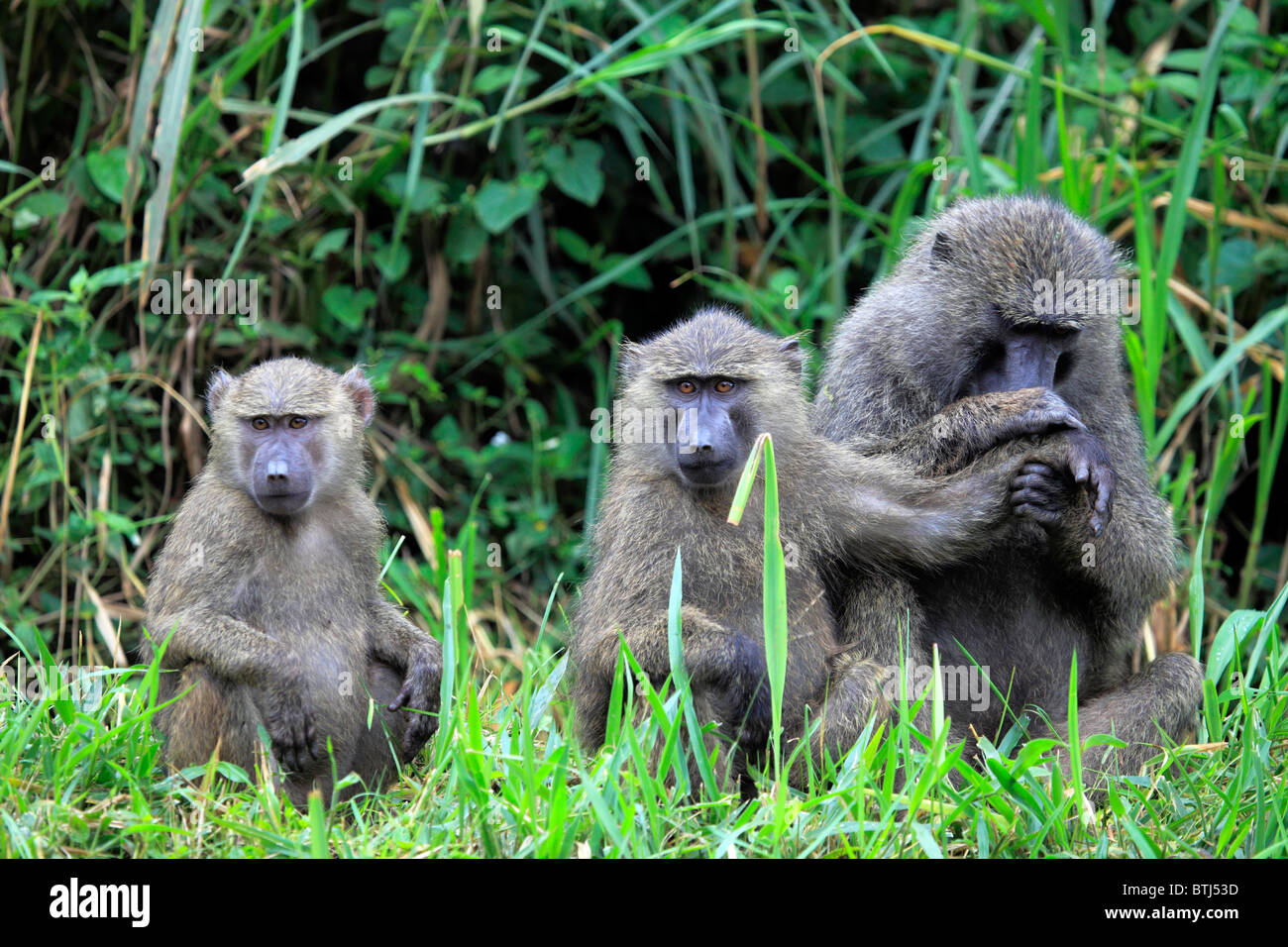 Olive Baboon (Papio anubis), Kibale forest, Uganda, East Africa Stock Photo