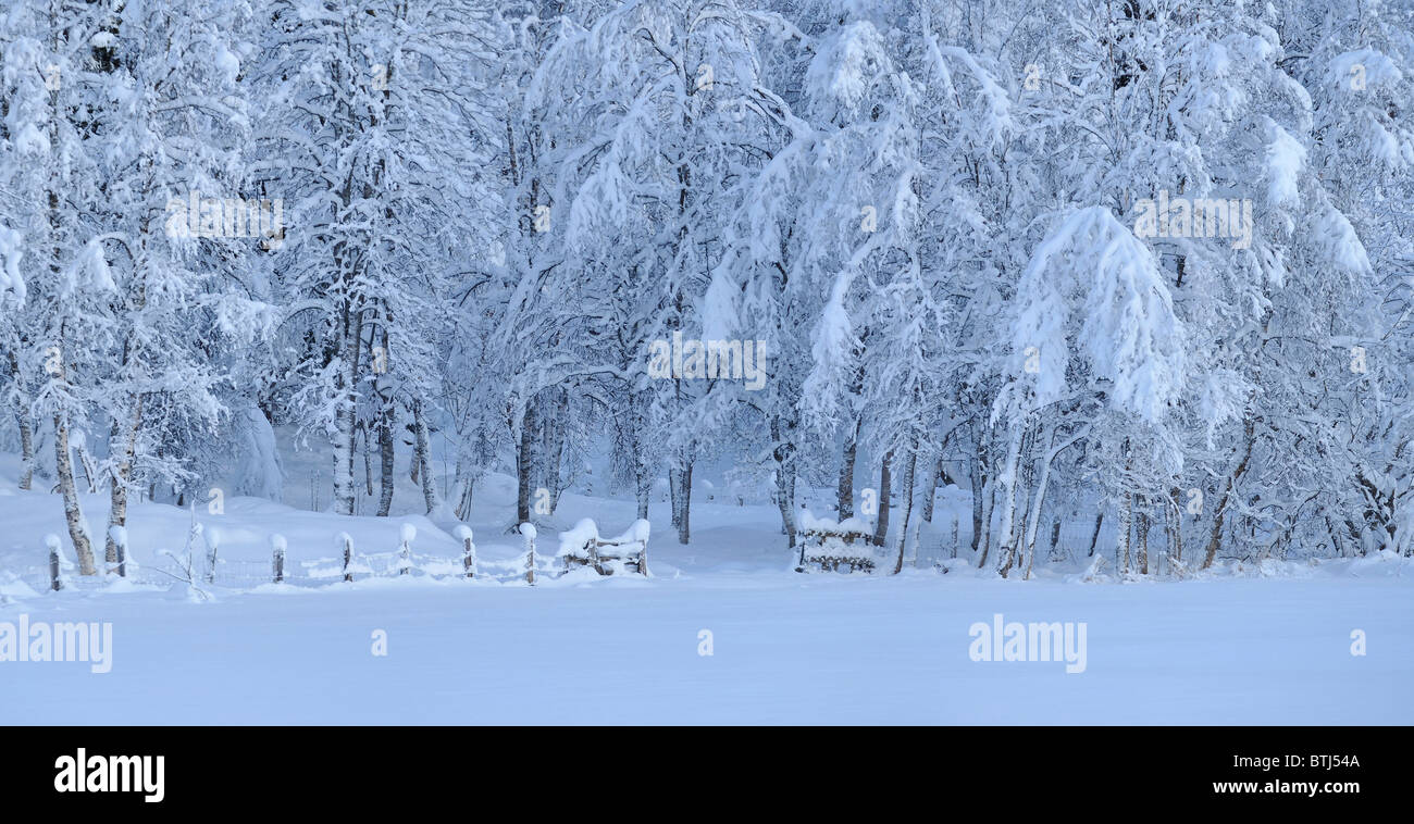 Deep, heavy snow on trees in forest. Stock Photo