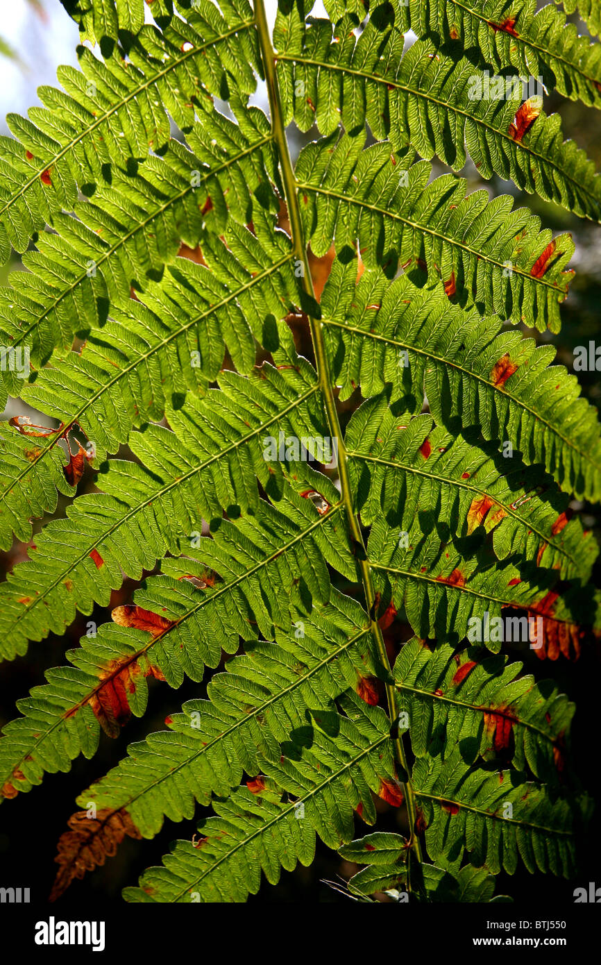 A frond of green bracken turning brown Stock Photo