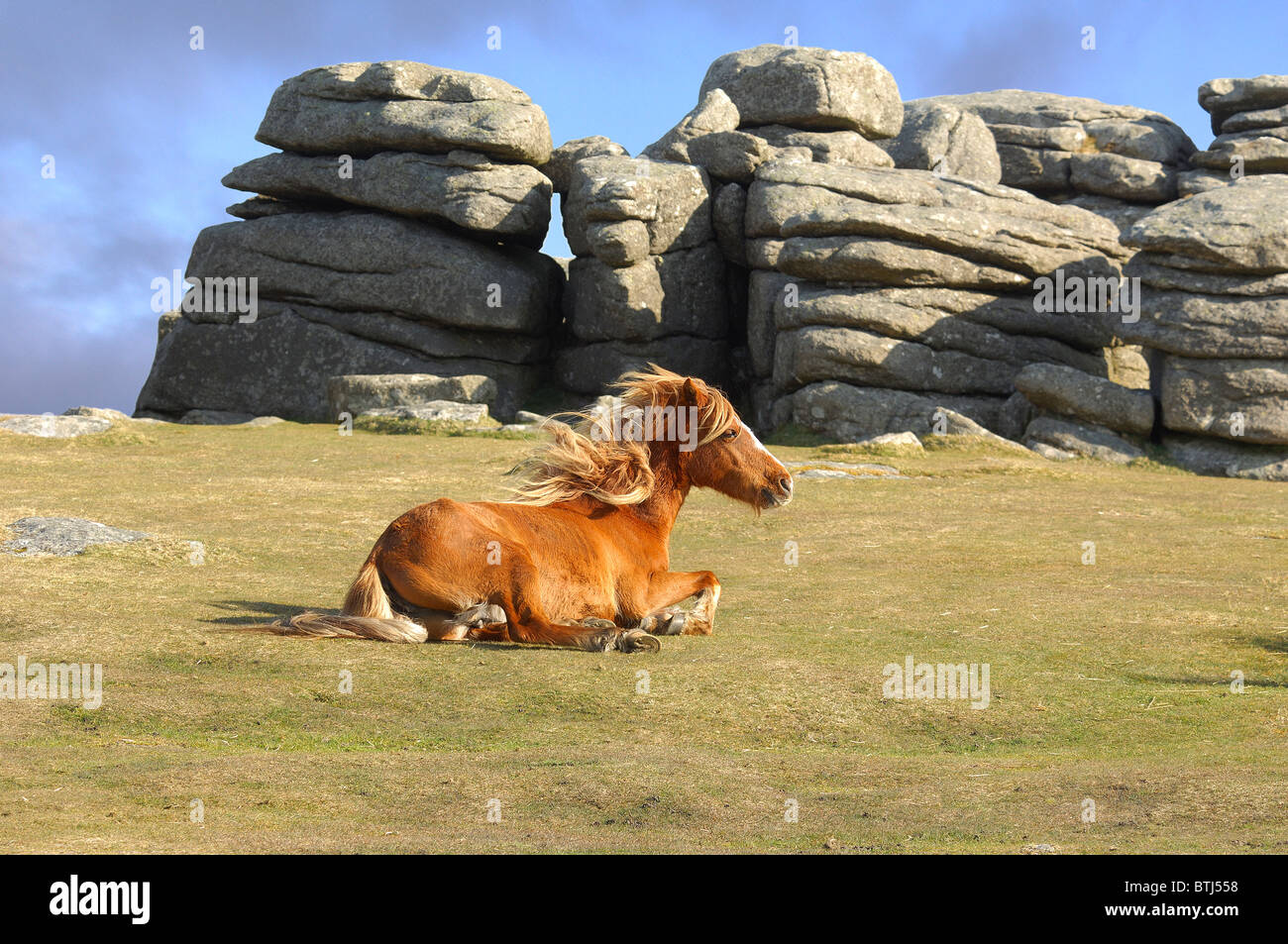 Dartmoor pony at Combestone Tor Stock Photo