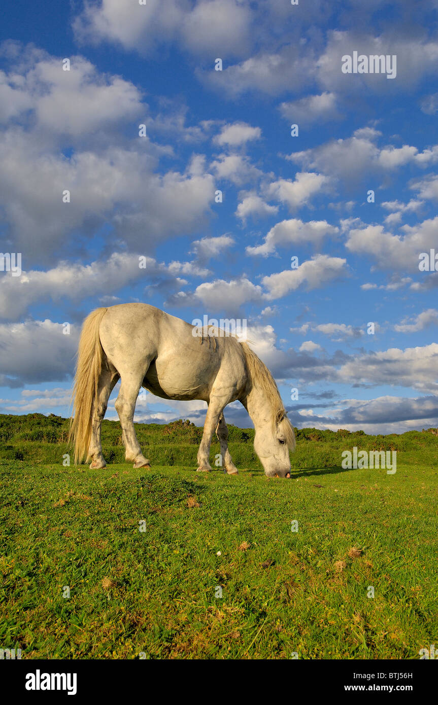 Single Dartmoor Pony and dramatic evening sky Stock Photo