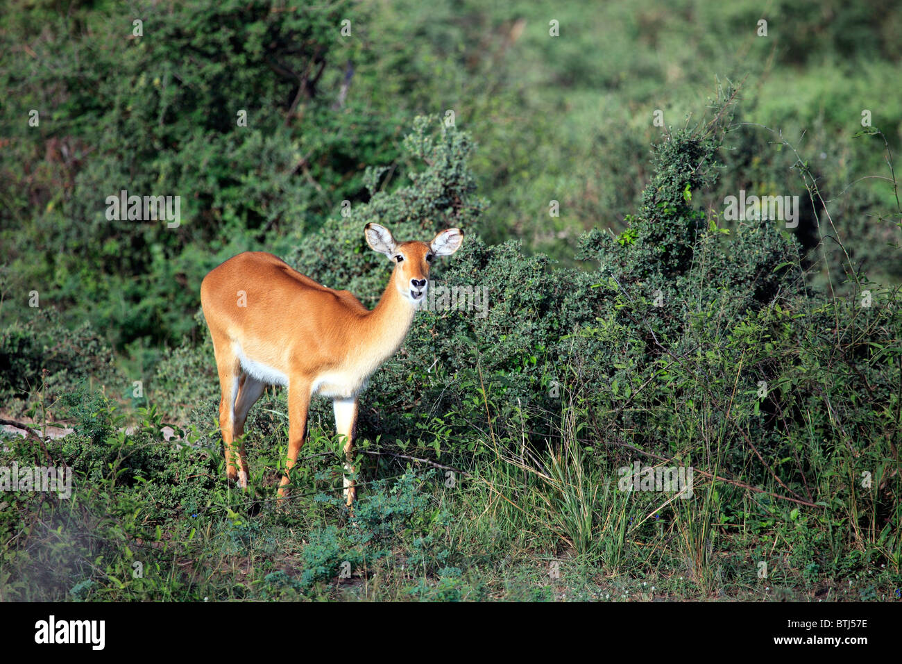 Kob (Kobus kob), Murchison Falls national park, Uganda, East Africa Stock Photo