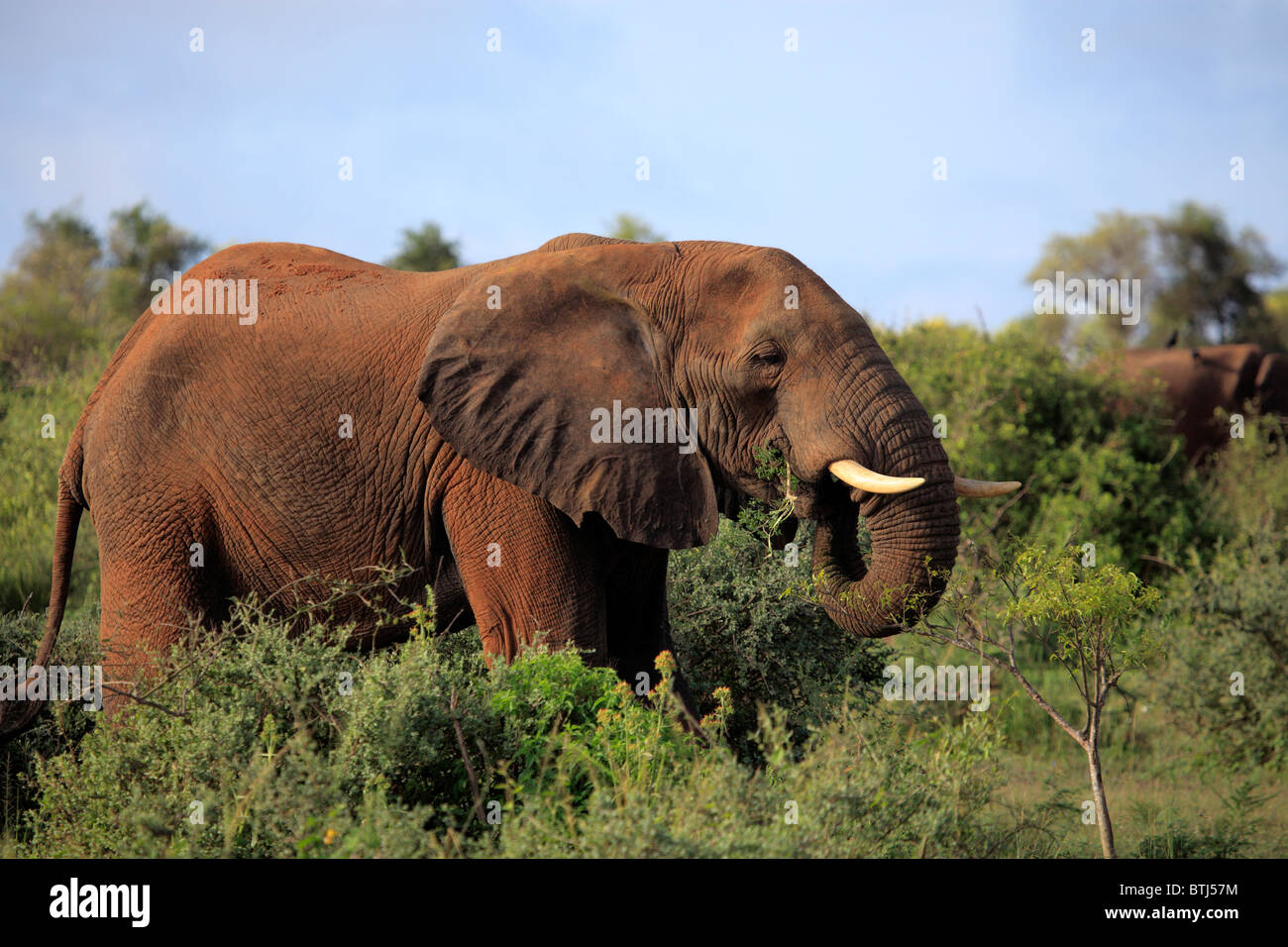 African Elephant (Loxodonta africana), Murchison Falls national park, Uganda, East Africa Stock Photo