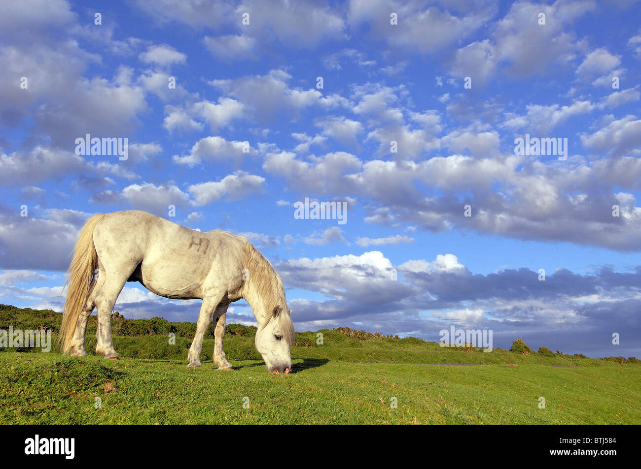 Single Dartmoor Pony and dramatic evening sky Stock Photo