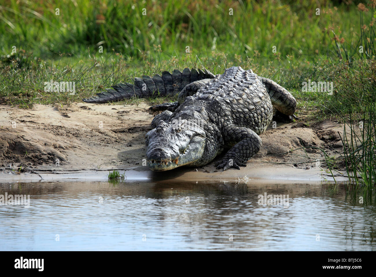 Crocodile (crocodylus niloticus), Murchison Falls national park, Uganda