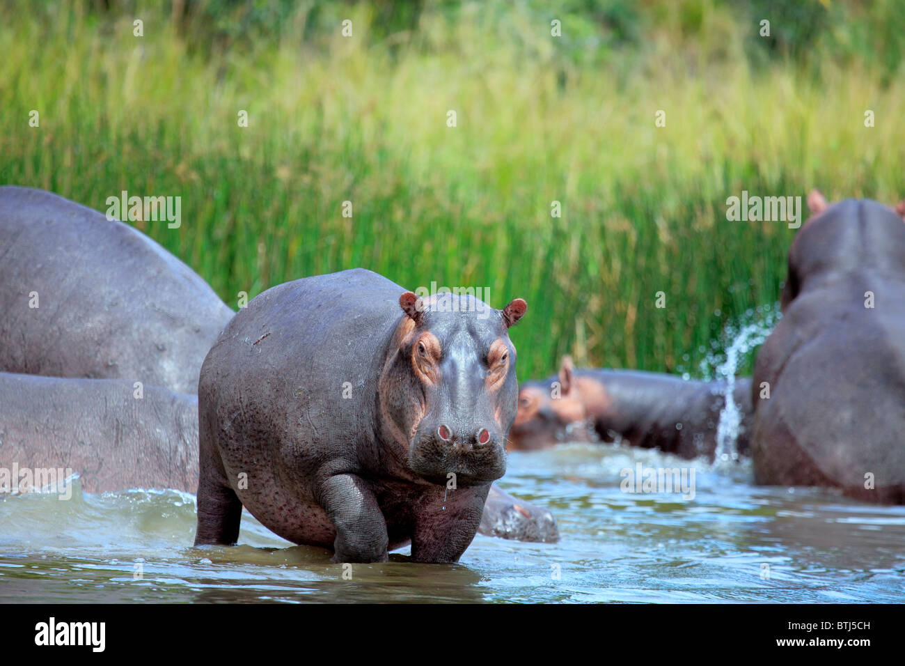 Hippo (Hippopotamus amphibius), Murchison Falls national park, Uganda, East Africa Stock Photo