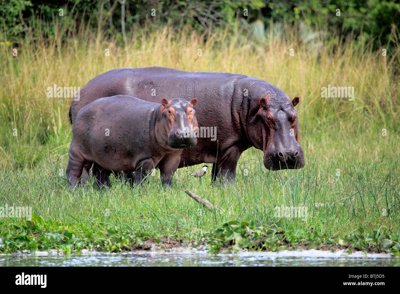 Hippo (Hippopotamus amphibius), Murchison Falls national park, Uganda, East Africa Stock Photo