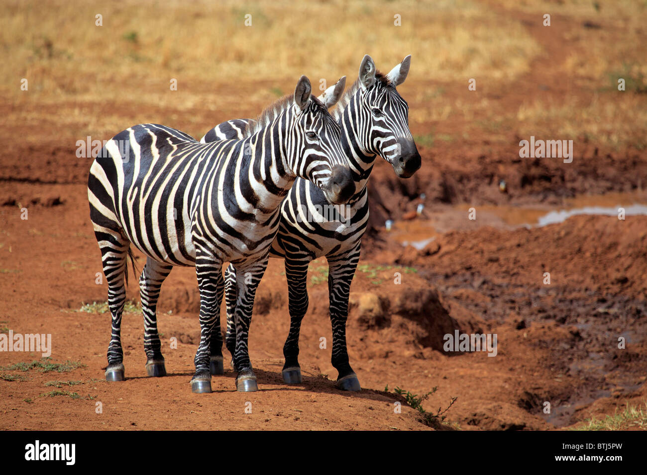 Zebra (Equs burchelli), Kidepo national park, Uganda, East Africa Stock Photo