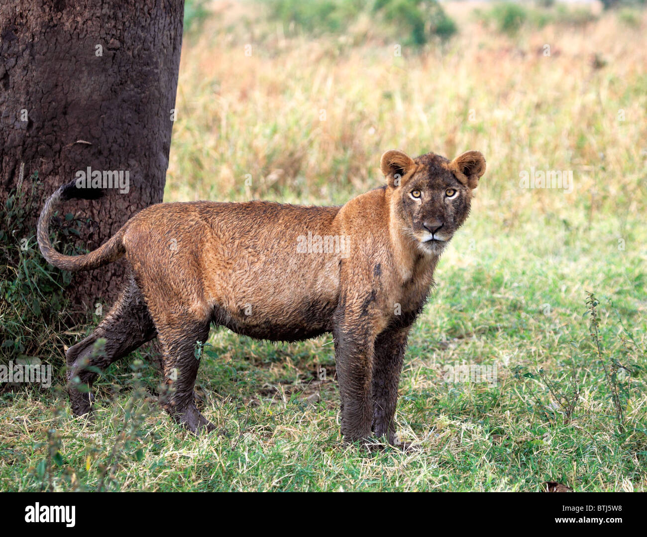 Lion (Panthera leo), Kidepo national park, Uganda, East Africa Stock Photo